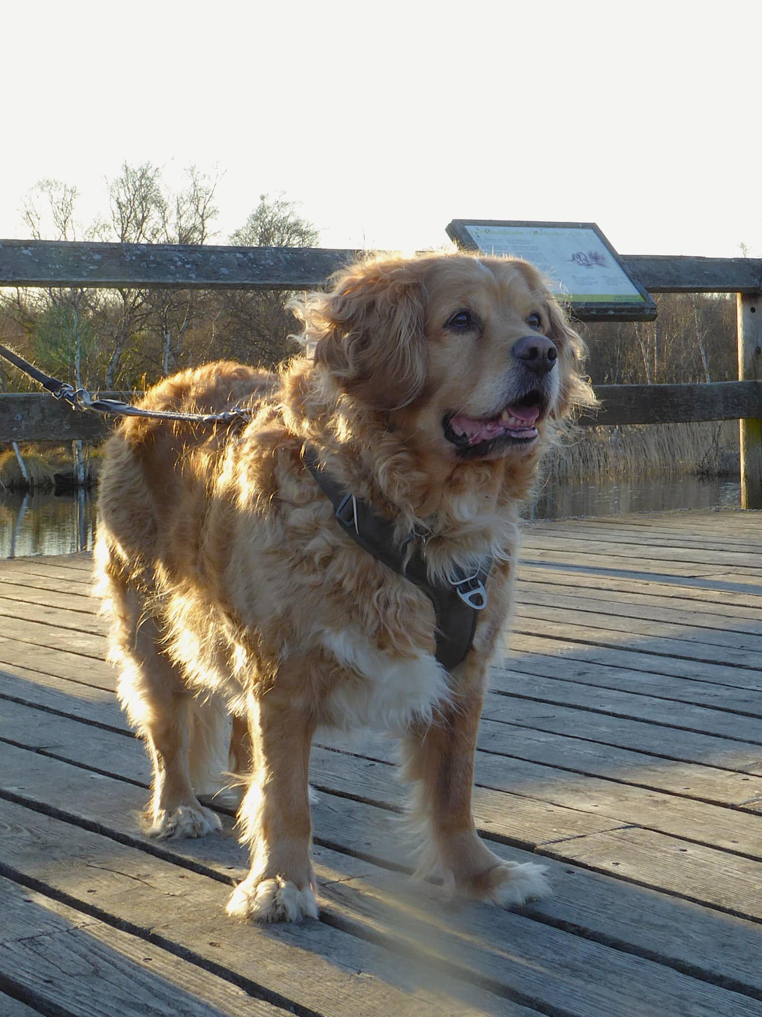 Jens Peder Nørgaard