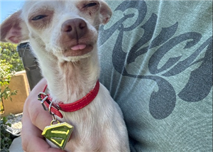 Krypto Super Dog Tag